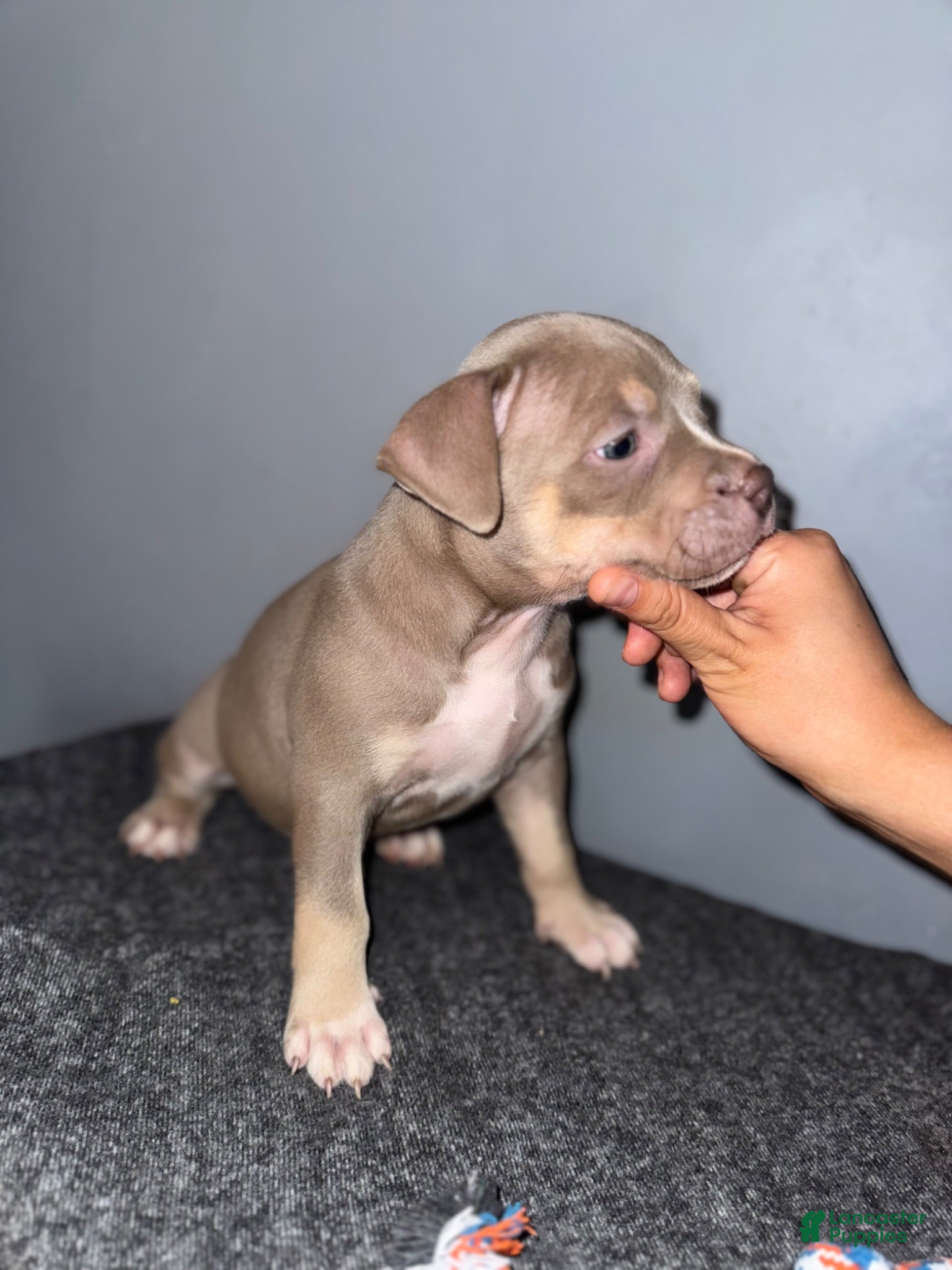 American Bully dogs Sassy - Ad 2
