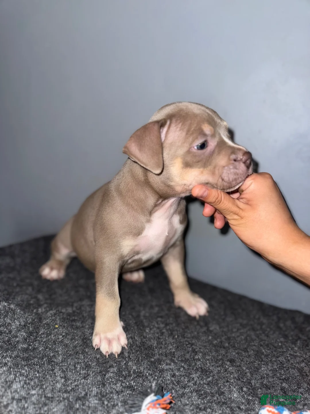 American Bully dogs for sale: Sassy - Ad 2