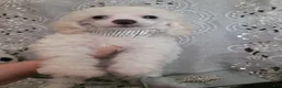 Miniature Poodle dogs for sale: Diamonds - Ad 3