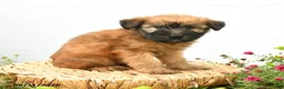 Soft Coated Wheaten Terrier dogs for sale: Chance - Ad 4