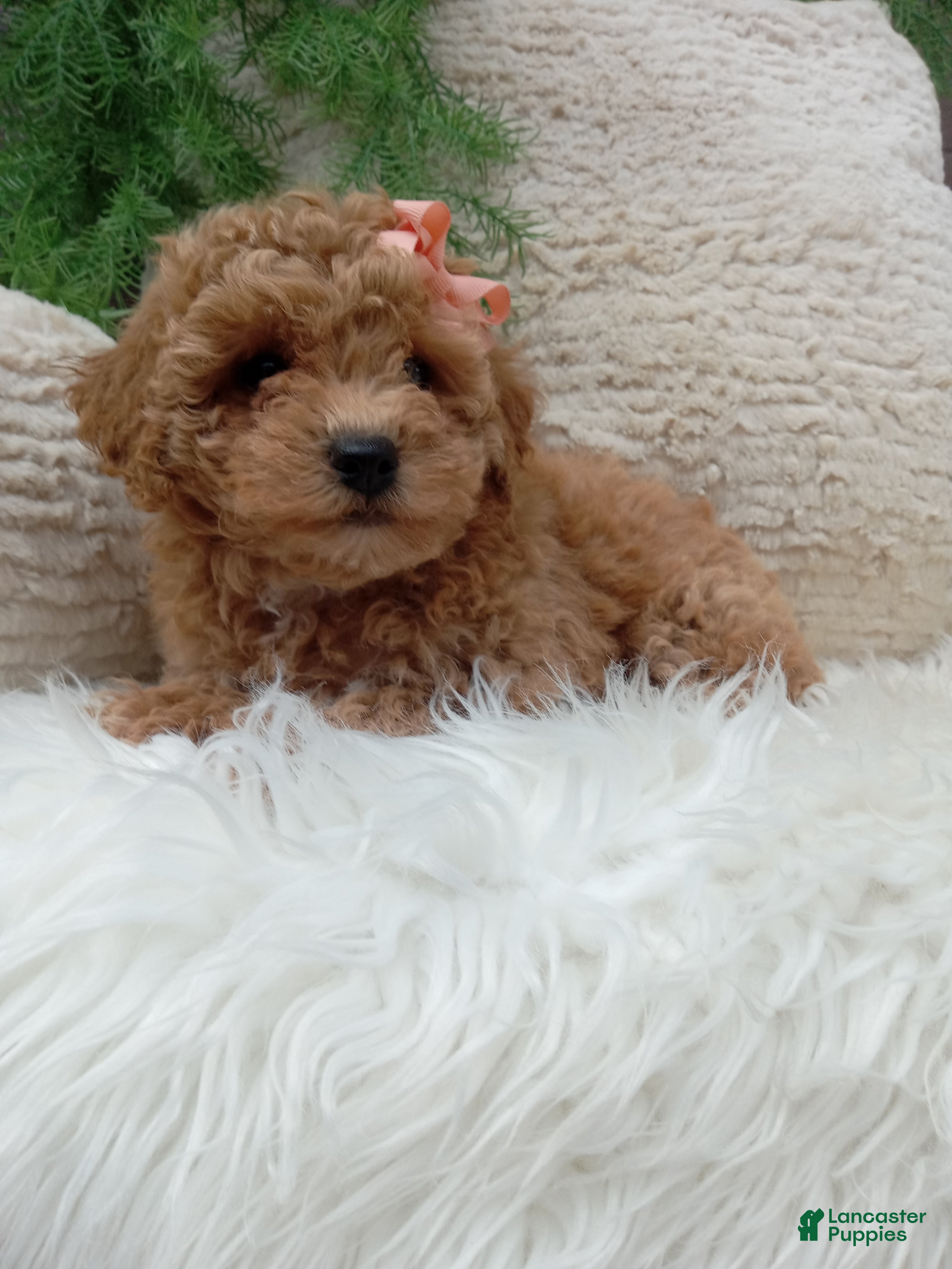 Bichpoo dogs Willow - Ad 2