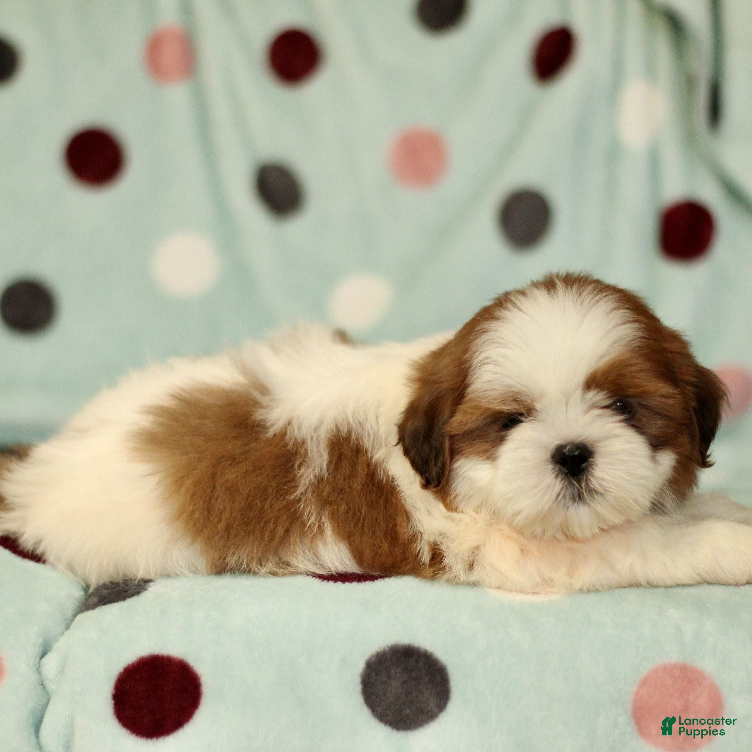 Shih Tzu dogs for sale: Brady - Ad 2