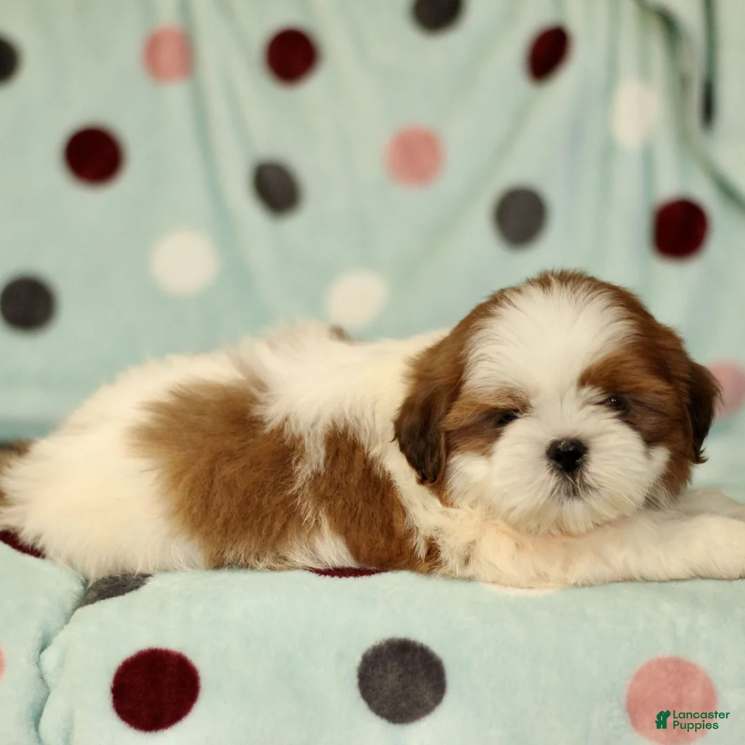 Shih Tzu dogs for sale: Brady - Ad 1