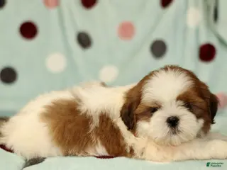 Shih Tzu dogs for sale: Brady - Ad 2