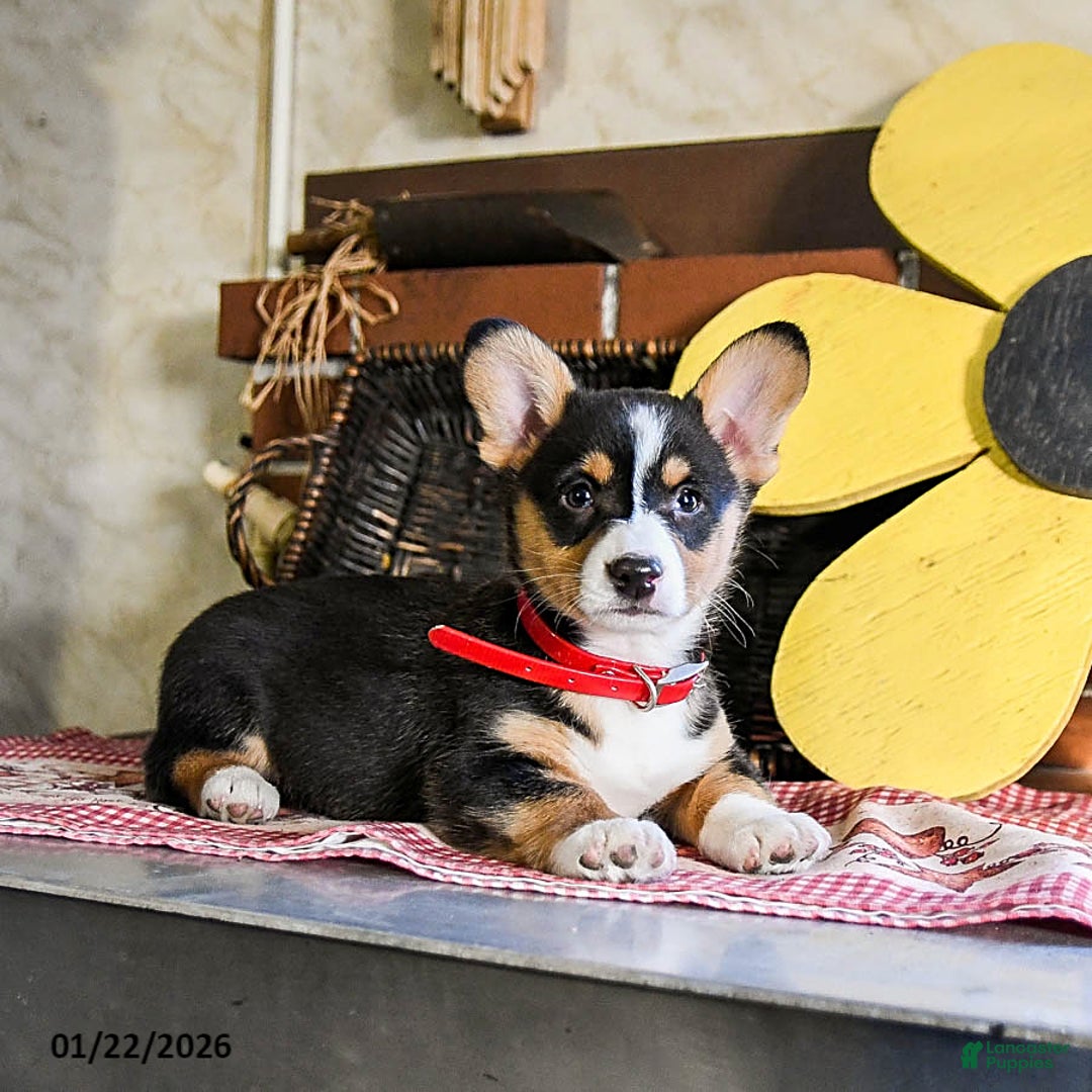 Welsh Corgi Pembroke dogs for sale: Dixie - Ad 2