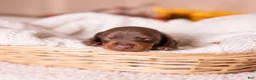 Miniature Dachshund dogs for sale: Liam - Ad 3