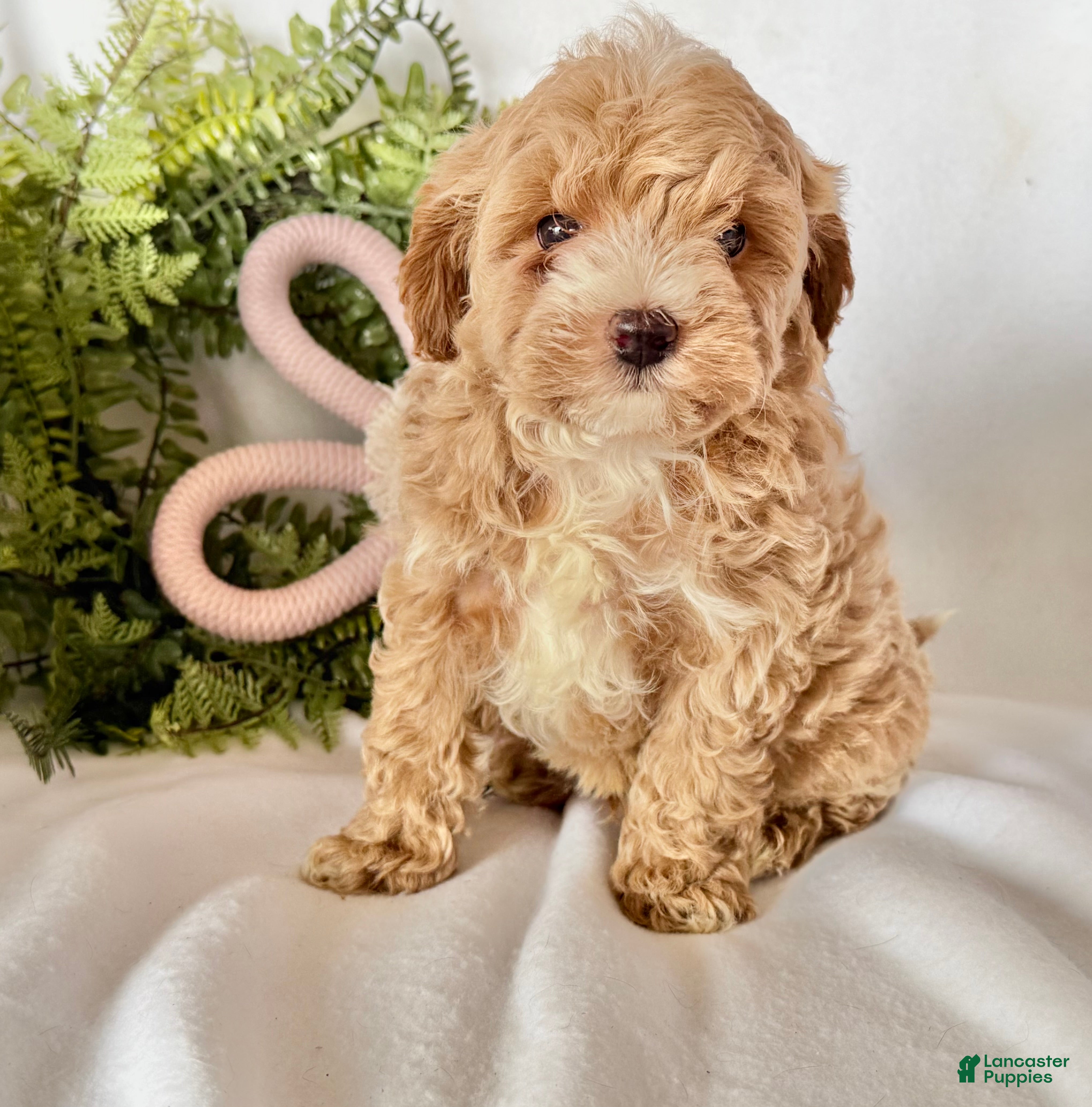 Maltipoo dogs Bernie  - Ad 2
