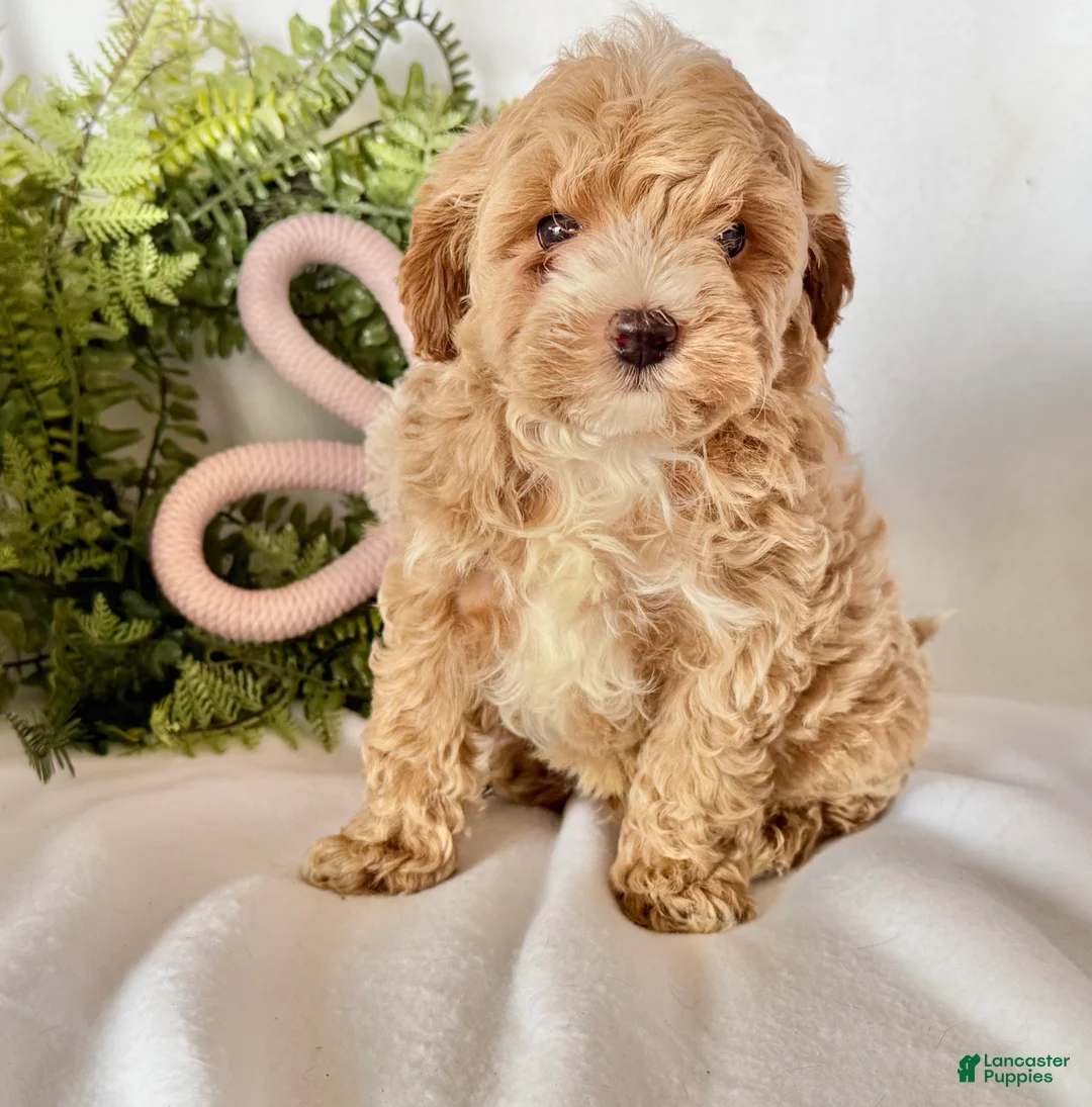 Maltipoo dogs for sale: Bernie  - Ad 2