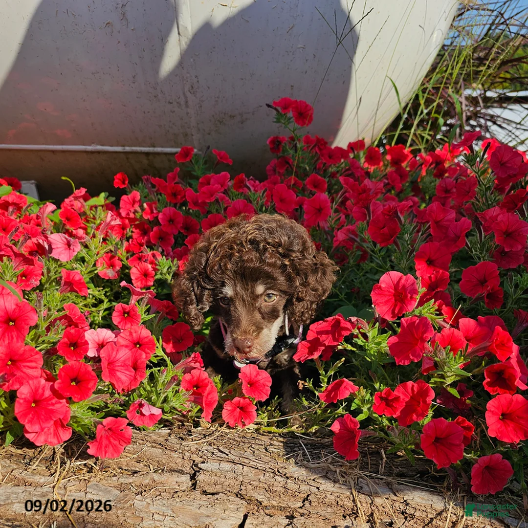 Toy Poodle dogs for sale: Ellie - Ad 2