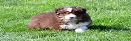 Miniature Australian Shepherd dogs for sale: Taylor - Ad 8