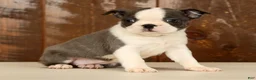 Boston Terrier dogs for sale: Rita - Ad 4