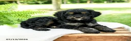 Cockalier dogs for sale: Licorice - Ad 4