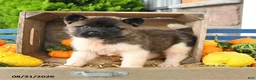 Akita dogs for sale: Ned - Ad 5