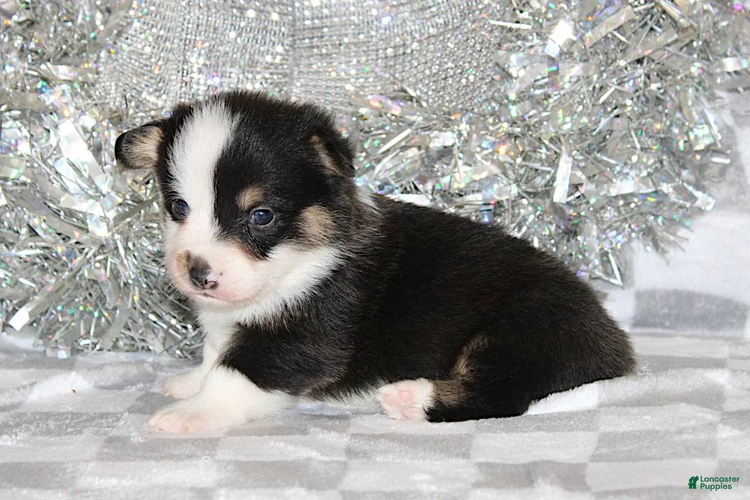 Welsh Corgi Pembroke dogs for sale: Carlotta - Ad 9