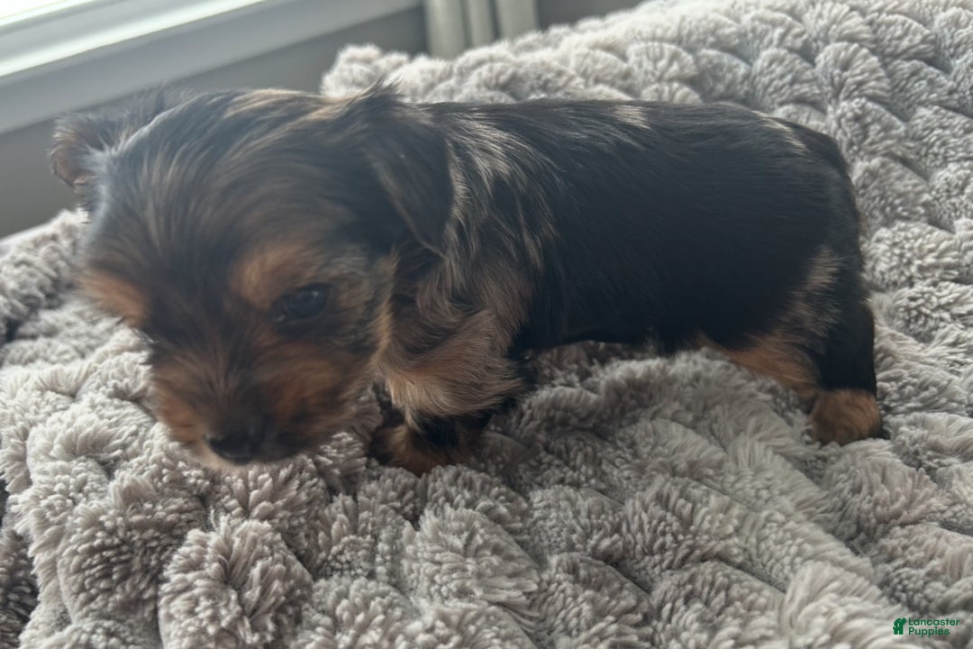 Yorkshire Terrier dogs for sale: Gizmo - Ad 7