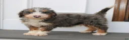 Mini Bernedoodle dogs for sale: Happy  - Ad 3