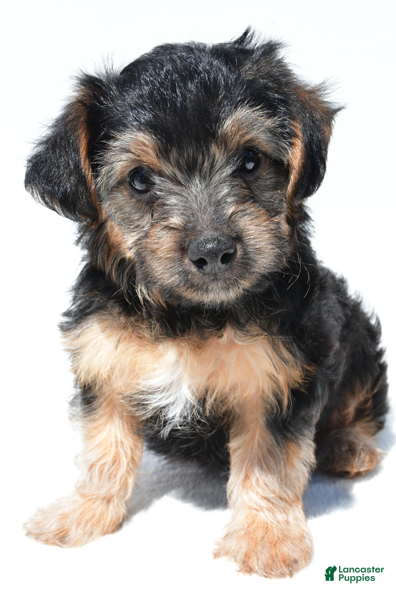 Schnoodle dogs Riley - Ad 1