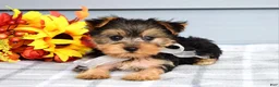 Yorkshire Terrier dogs for sale: Cora - Ad 6
