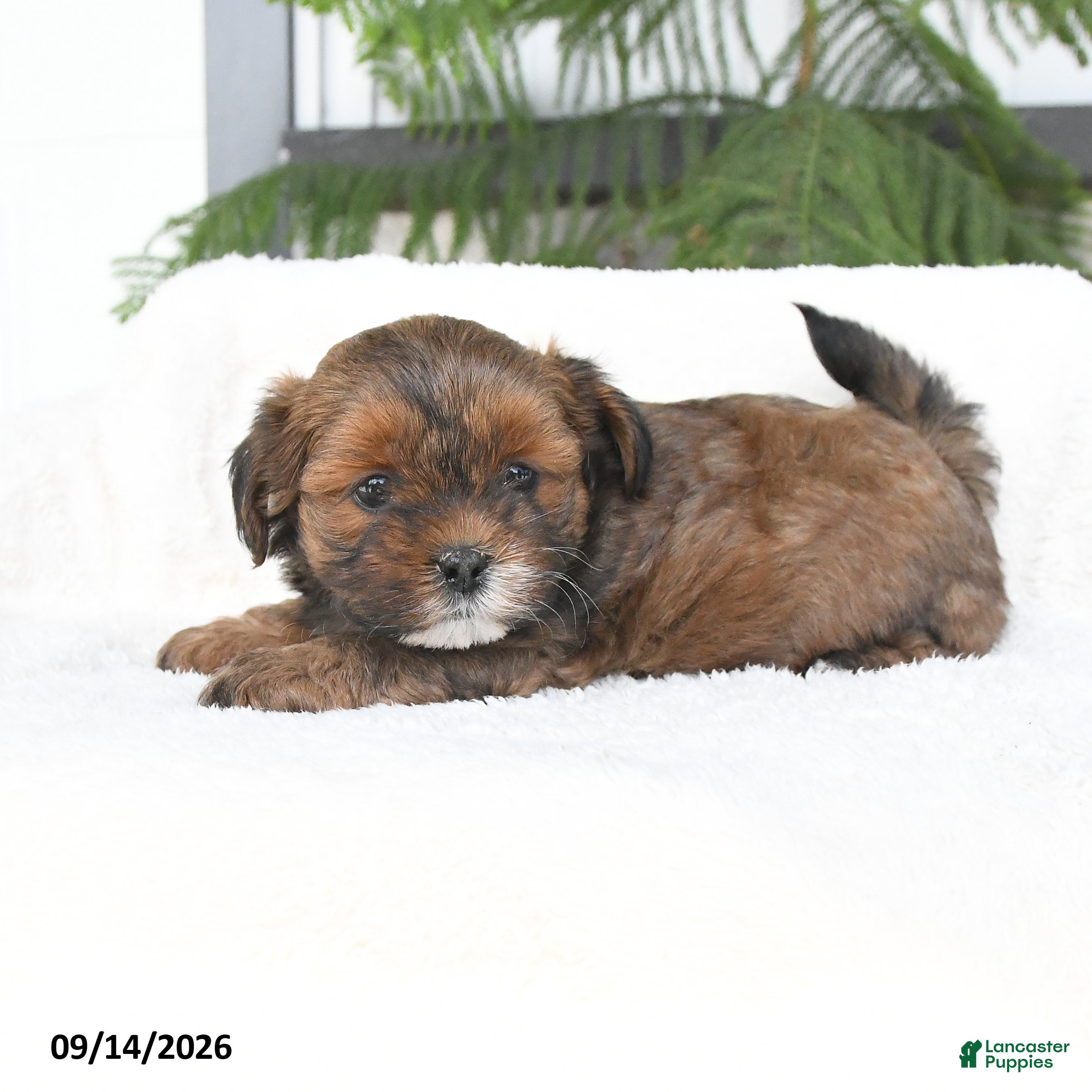 Mixed Breed dogs Jasper - Ad 1
