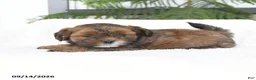 Mixed Breed dogs for sale: Jasper - Ad 4