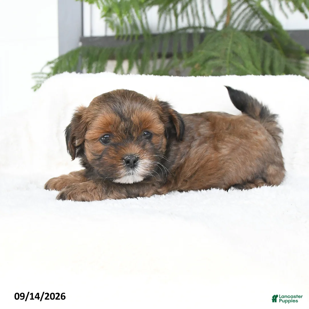 Mixed Breed dogs for sale: Jasper - Ad 1