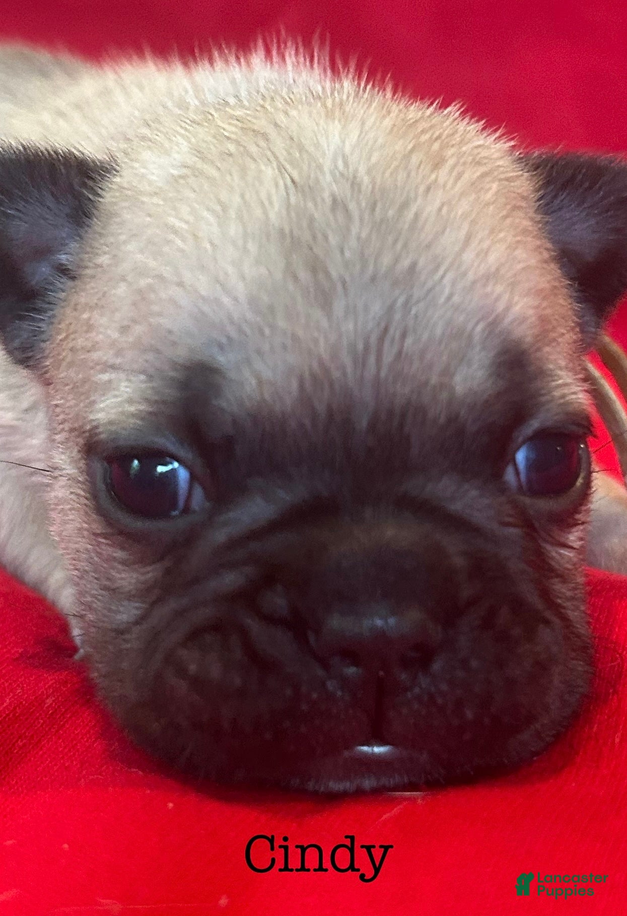 French Bulldog dogs Cindy - Ad 5