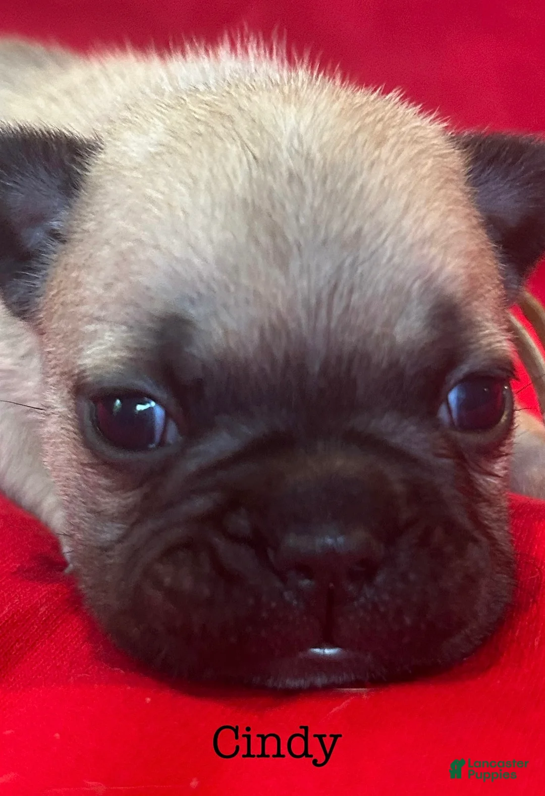 French Bulldog dogs for sale: Cindy - Ad 1