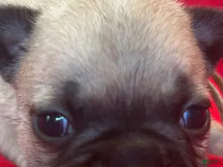 French Bulldog dogs Cindy - Ad 30