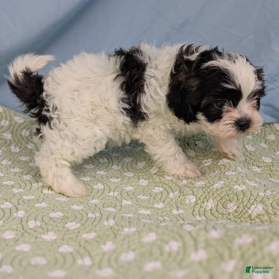 Teddy Bear dogs for sale: Sparrow - Ad 2