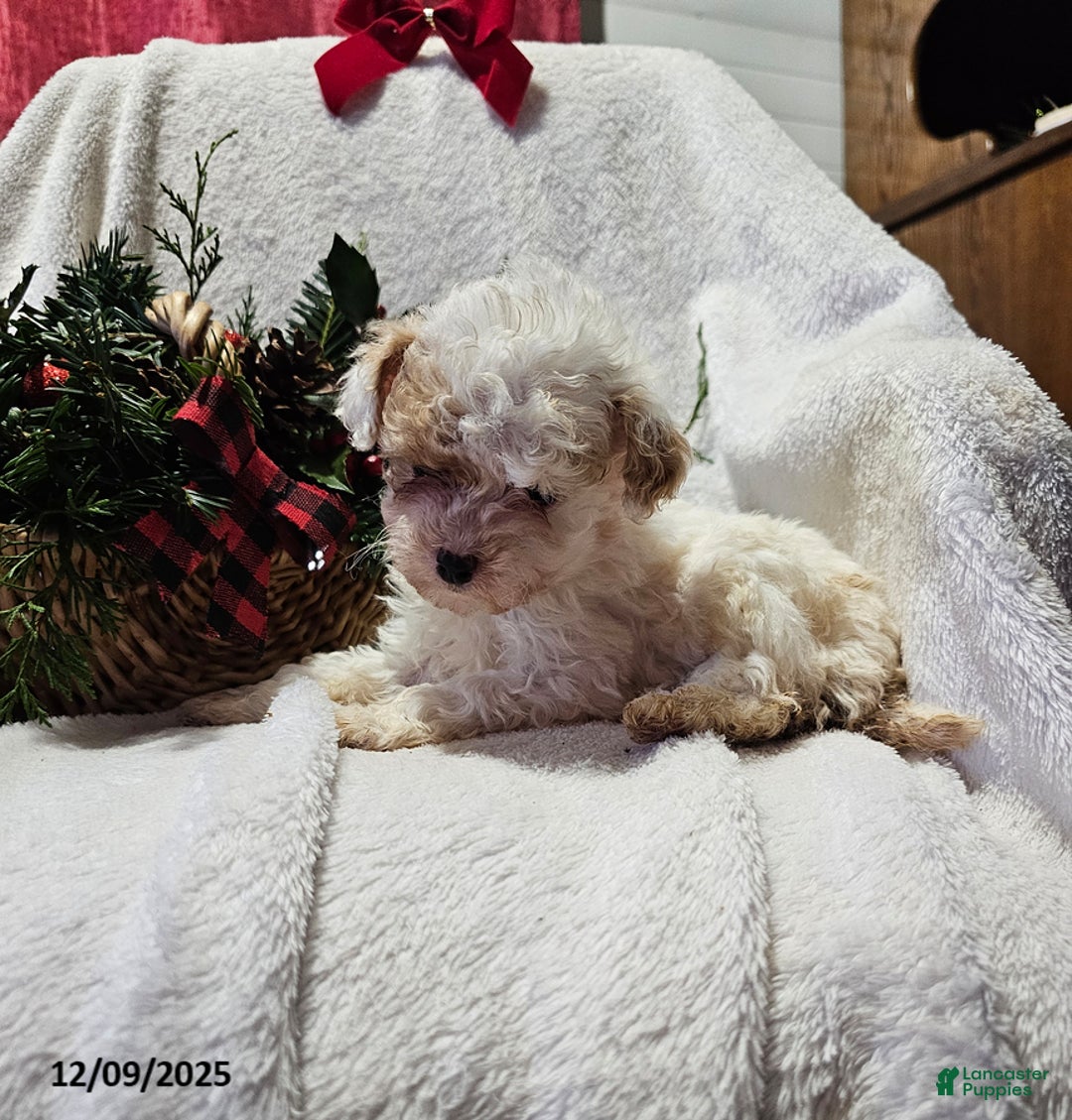 Havapoo dogs for sale: Sara - Ad 3