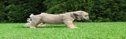 English Bulldog dogs for sale: Dallas - Ad 5