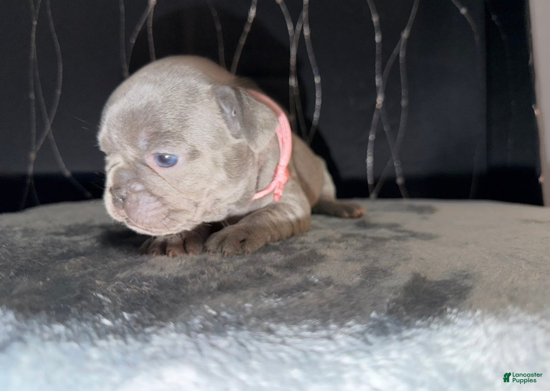 French Bulldog dogs for sale: TILLY - Ad 2