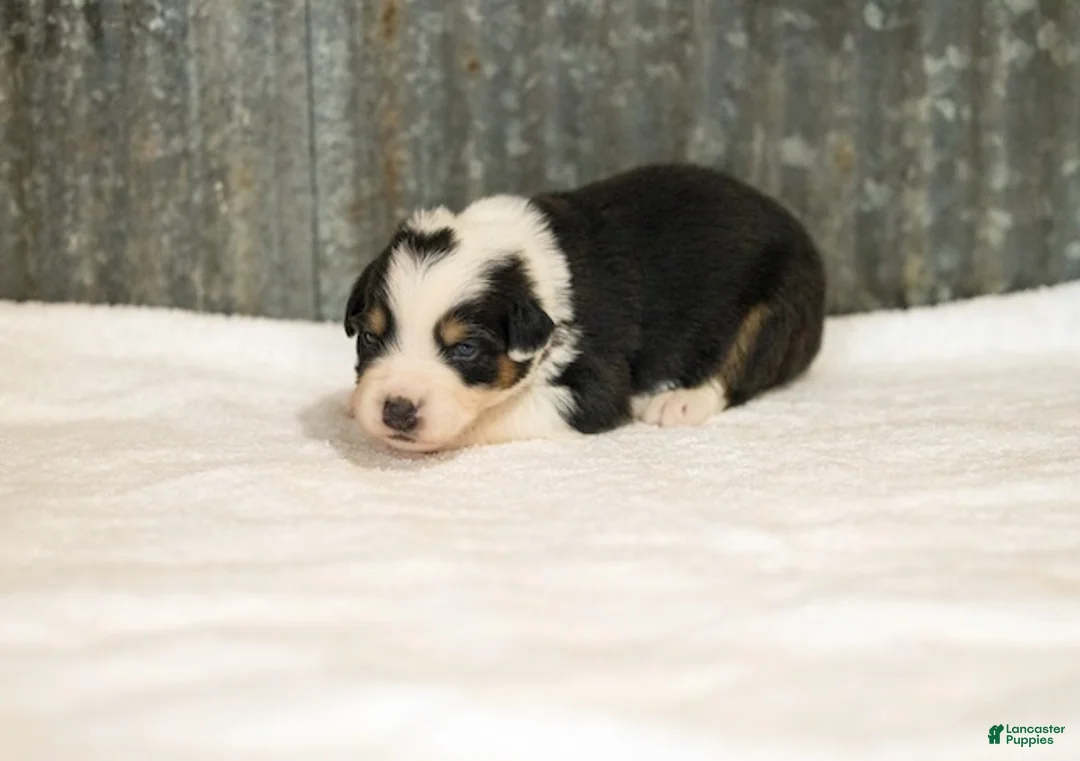 Miniature Australian Shepherd dogs for sale: Lathan Miniature Australian Shepherd Puppy  - Ad 1