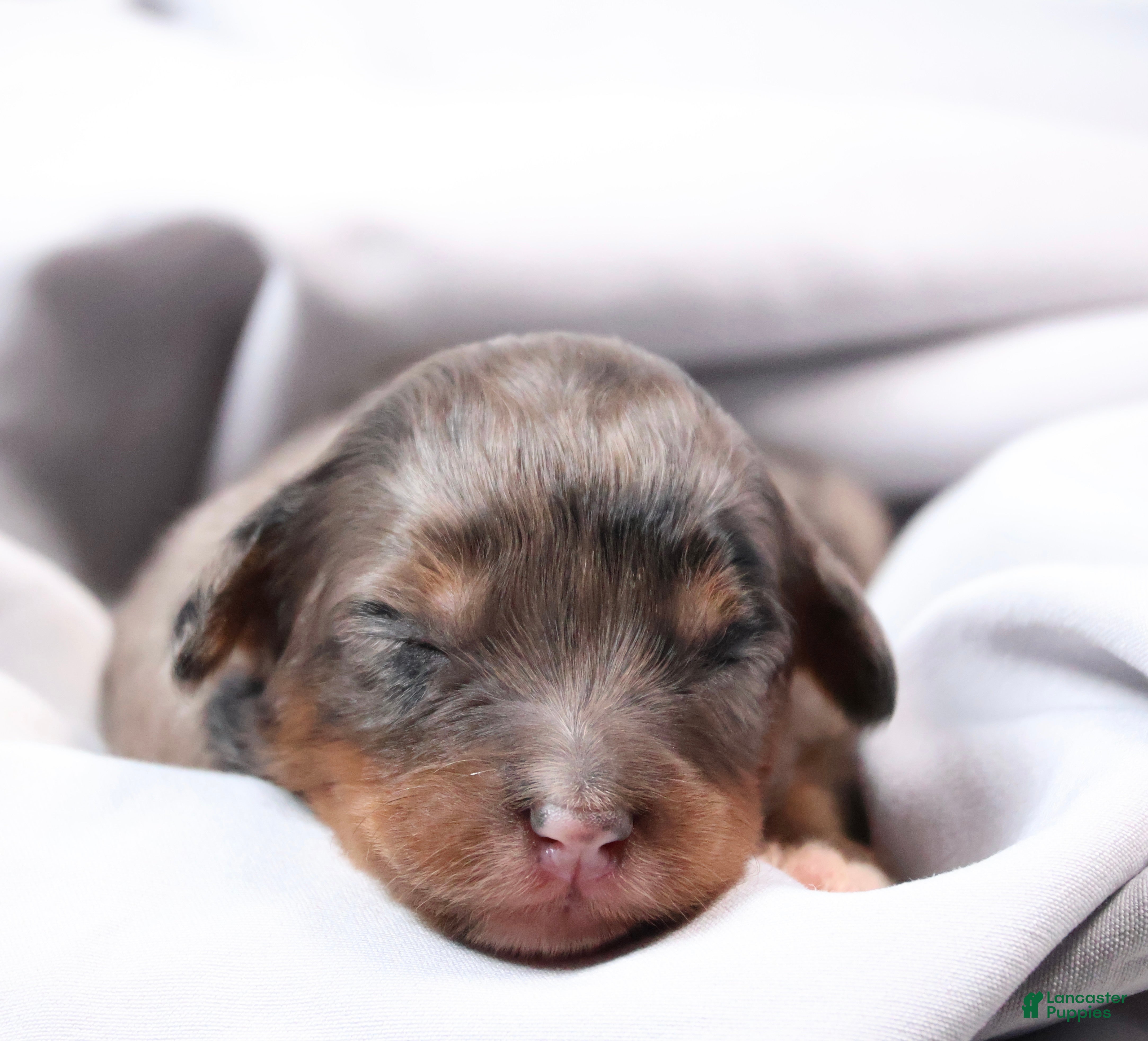 Mini Bernedoodle dogs Candy  - Ad 6