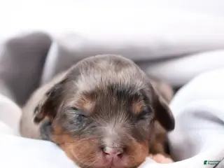 Mini Bernedoodle dogs Candy - Ad 6