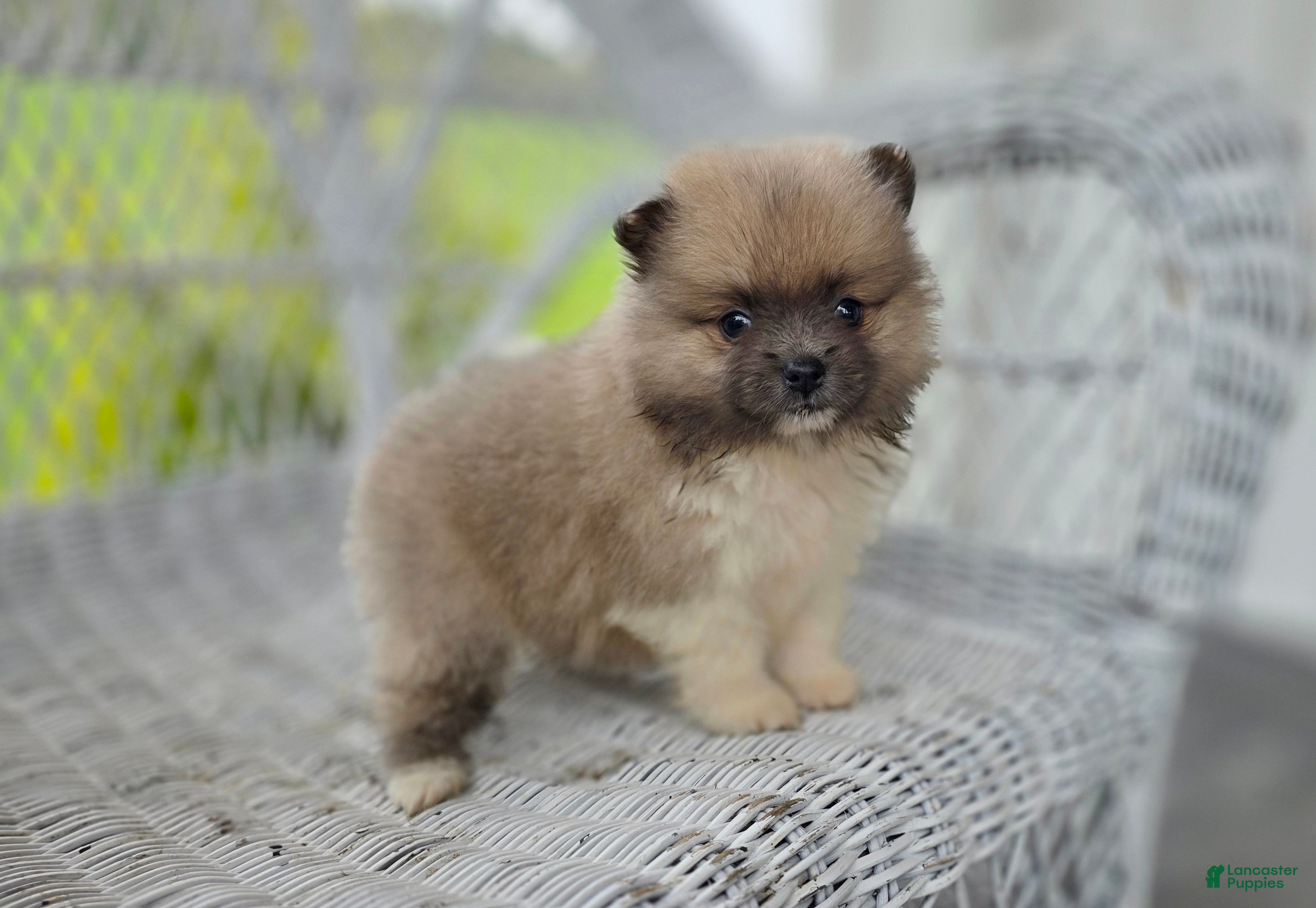 Pomeranian dogs Starlit- Tri Color - Ad 2