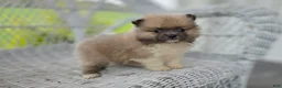 Pomeranian dogs for sale: Starlit- Tri Color - Ad 2