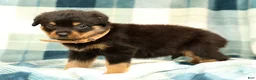 Rottweiler dogs for sale: Bear - Ad 5