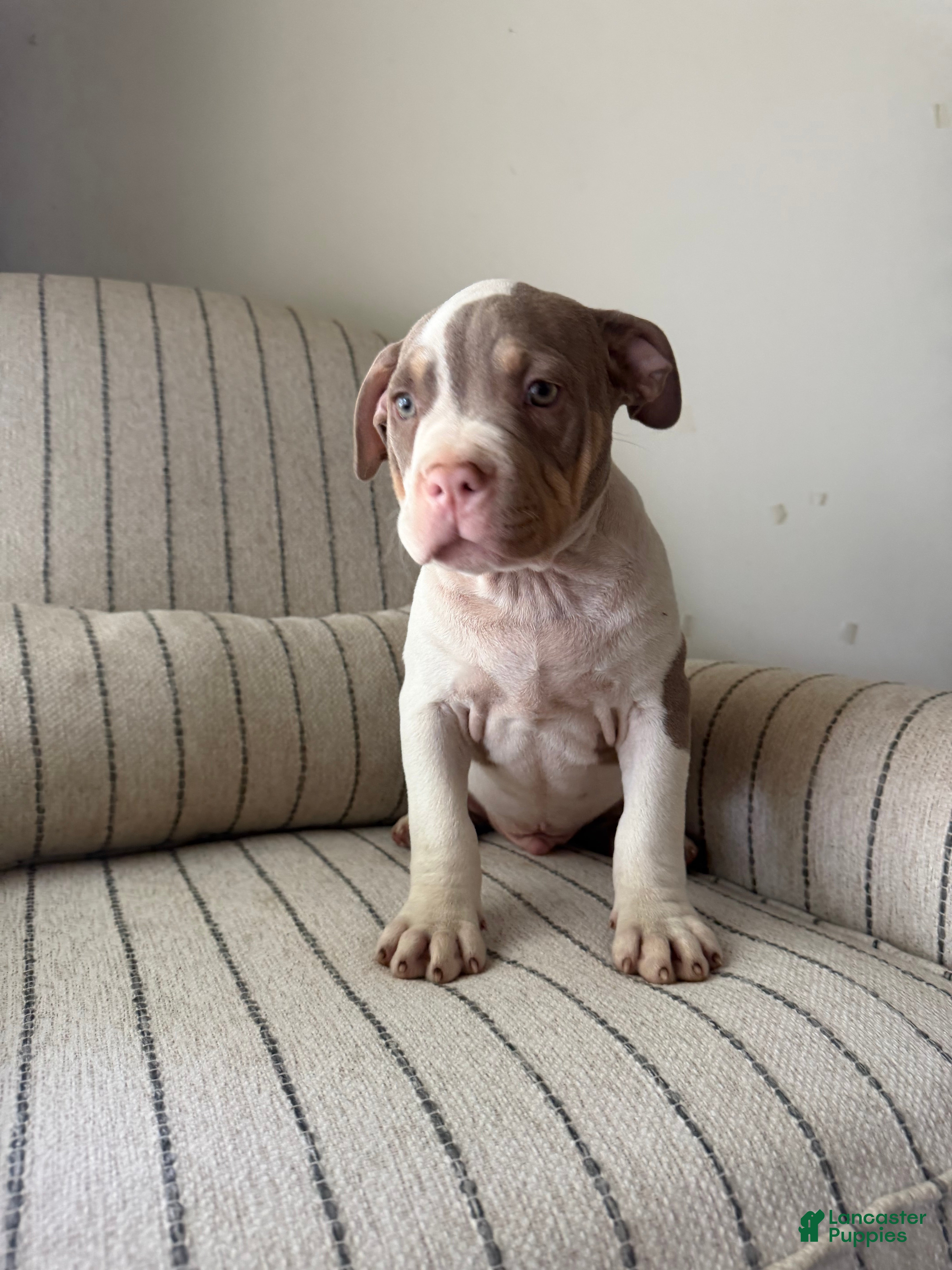 American Bully dogs Mr. Perfect - Ad 1