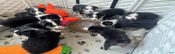 Miniature Australian Shepherd dogs for sale: Miniature Australian Shepherd 1 - Ad 7