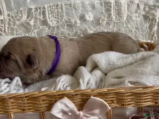 Cane Corso dogs Cane Corso Puppy 9 - Ad 19