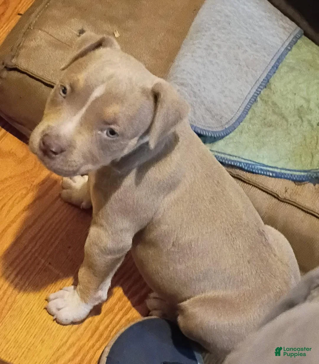 American Bully dogs for sale: American Bully 1 - Ad 2
