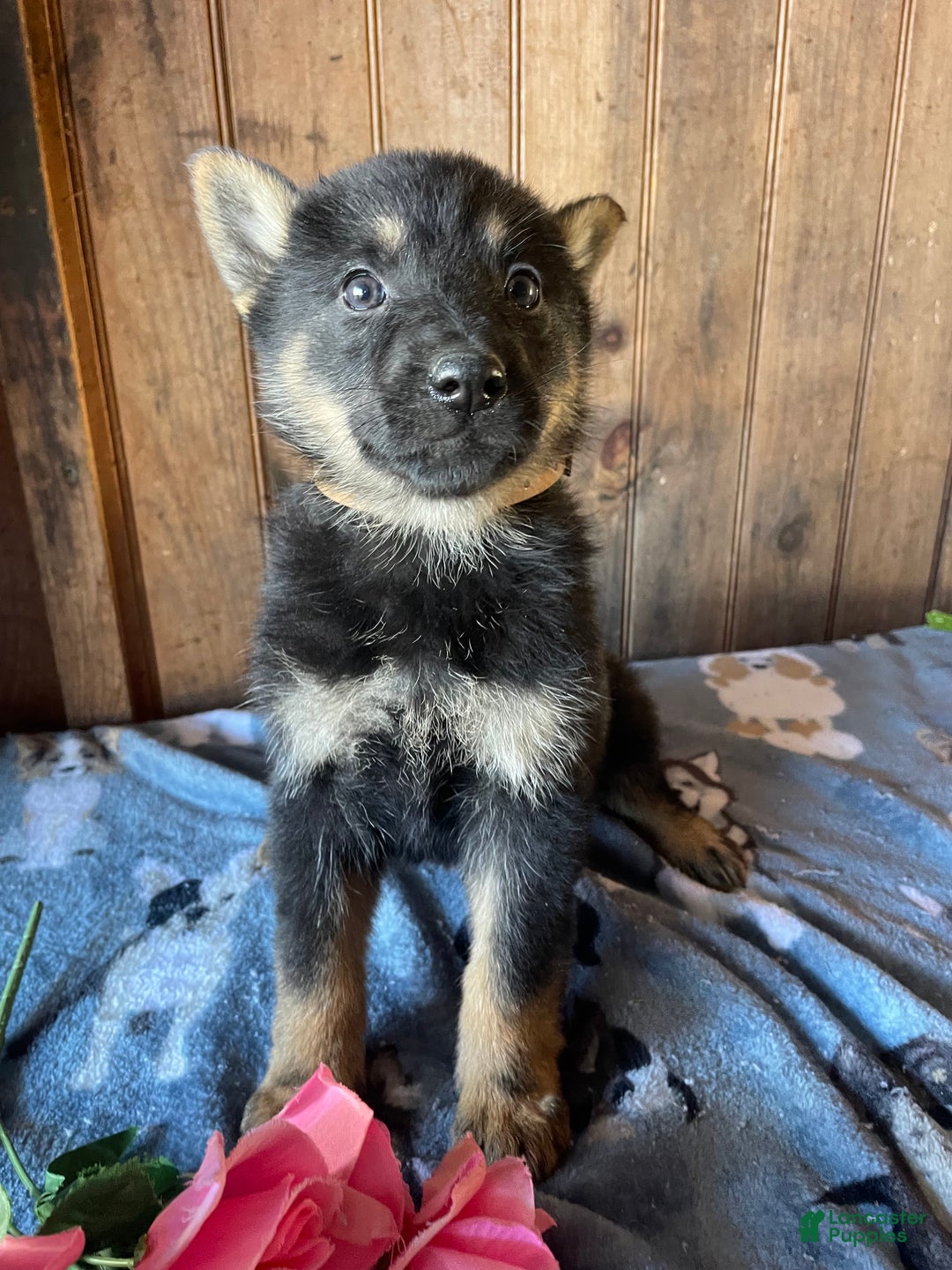 German Shepherd dogs for sale: Gloria - Ad 2
