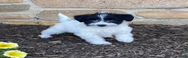 Daisy- smallest in litter