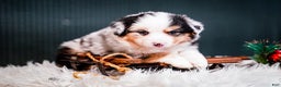 Miniature Australian Shepherd dogs for sale: Drew - Ad 3