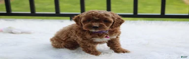Phoebe 