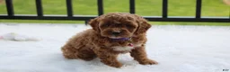 Cockapoo dogs for sale: Phoebe  - Ad 1