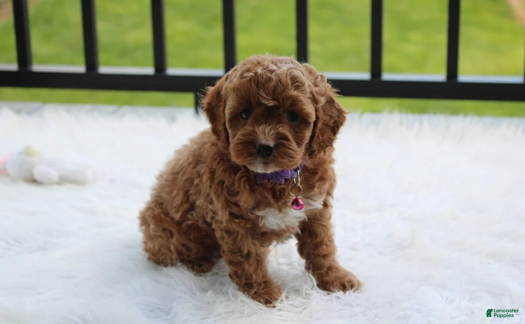 Cockapoo dogs for sale: Phoebe  - Ad 1