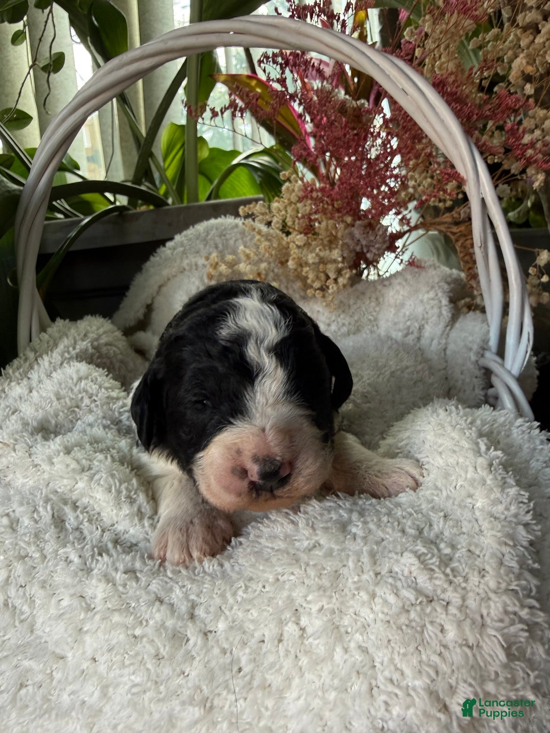 Mixed Breed dogs for sale: Sarah - Ad 1