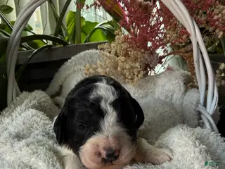 Mixed Breed dogs Sarah - Ad 41